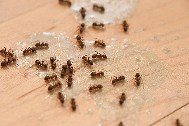 Best Pest Control for Homes  in Huntington Beach, CA