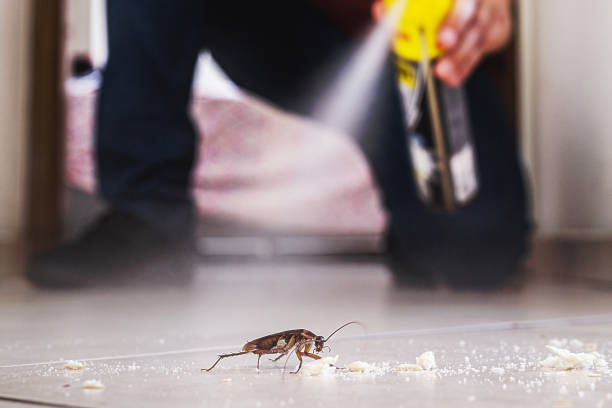 Best Affordable Pest Control Services  in Huntington Beach, CA