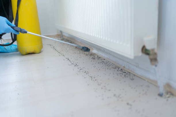Best Rat Extermination Near Me  in Huntington Beach, CA